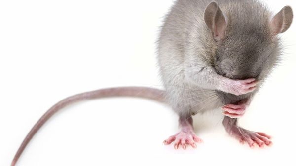 Rat - Sputnik International