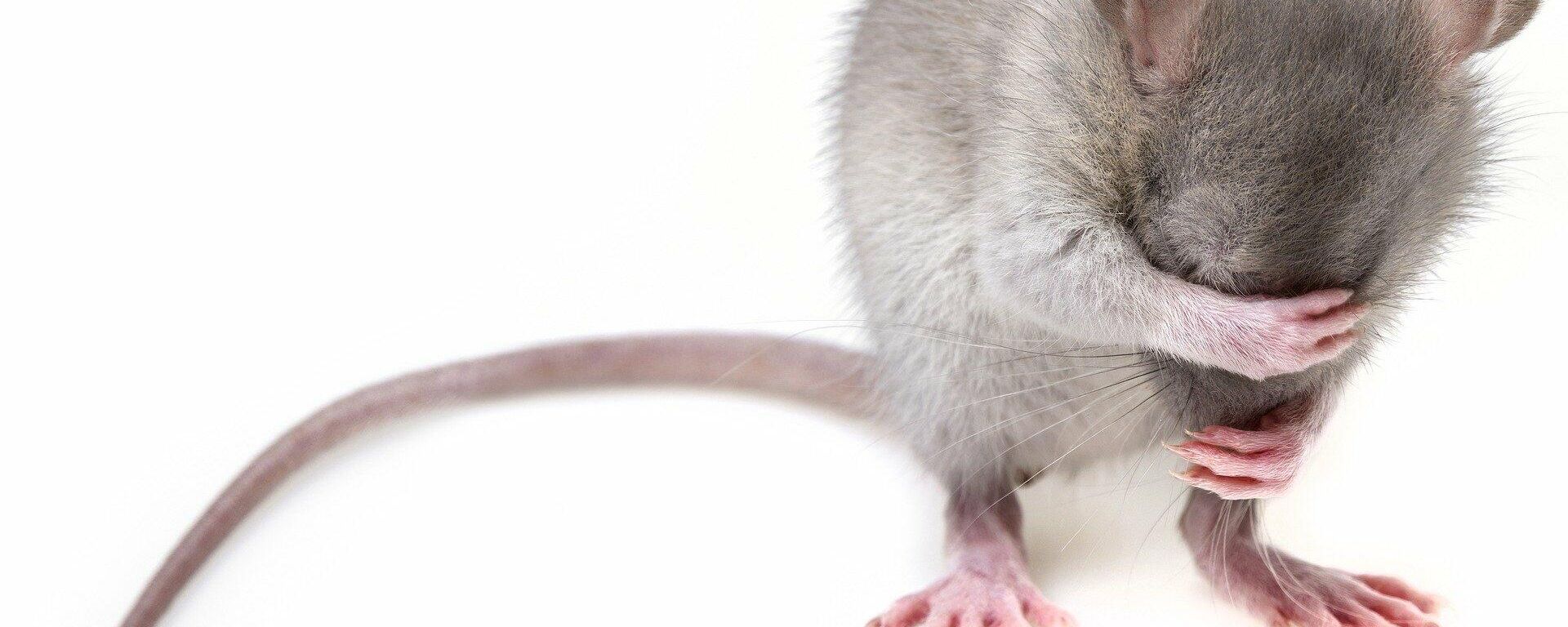 Rat Rat - Sputnik International, 1920, 27.09.2021