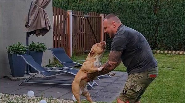 Bulldog jumps - Sputnik International