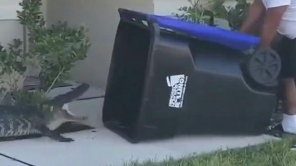 A screenshot from the video of a Florida man catching an alligator in a trash can, posted on Twitter. - Sputnik International