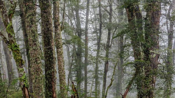 New Zealand bush during the rain, Mt Oxford area, Canterbury, New Zealand - Sputnik International