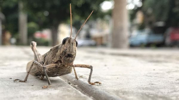 Cricket - Sputnik International