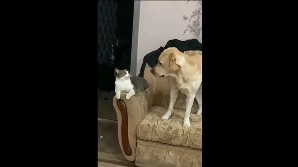 Labrador and a cat - Sputnik International