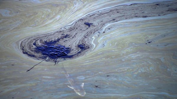 A fish swims under oil slicks in the Talbert Channel after a major oil spill off the coast of California has come ashore in Huntington Beach, California, U.S. October 3, 2021. - Sputnik International