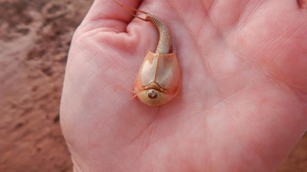 We have shrimp in the ballcourt! Well, sort of. We were getting reports of tadpoles in the standing pool of water down in the ballcourt on the Wupatki Pueblo trail. This would not be unusual since the recent rains have brought up the toads from their underground burrows. However, upon investigation by rangers we found something entirely different and somewhat unexpected.  - Sputnik International