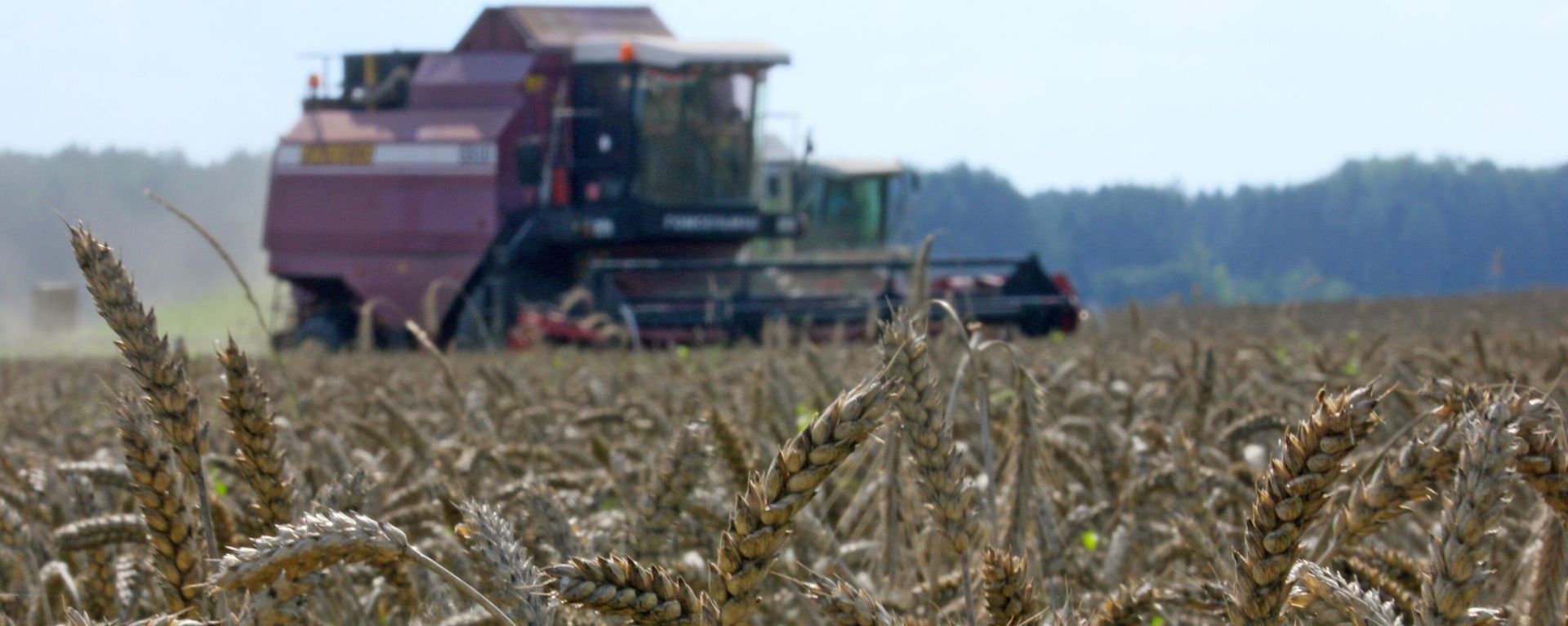 Grain crops harvesting - Sputnik International, 1920, 14.05.2022