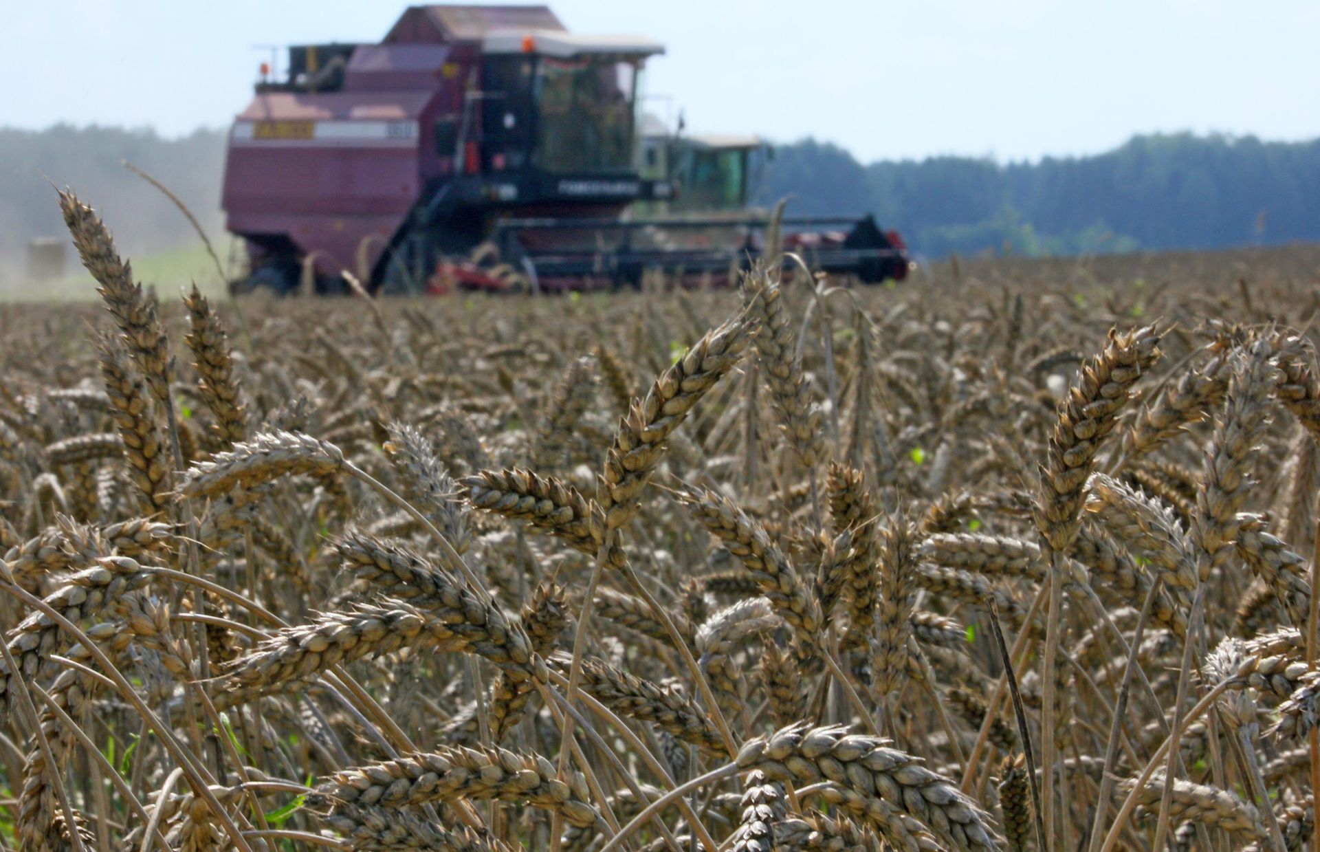 Grain crops harvesting - Sputnik International, 1920, 18.07.2022