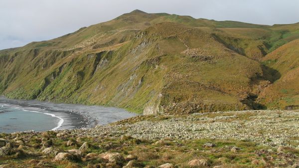 View over Macquarie Island bluffs (with a small view of King penguins on the beach below)
 - Sputnik International