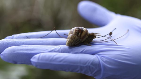 A Giant African Land Snails is displayed Friday, Sept. 30, 2011 in Miami. - Sputnik International