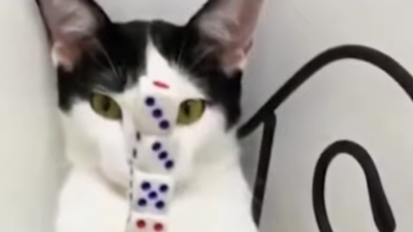 Cat and Dice - Sputnik International
