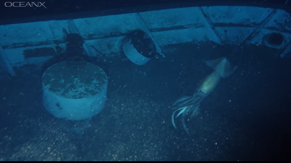 A screenshot from OceanX video showing what appears to be Purpleback flying squid - Sputnik International