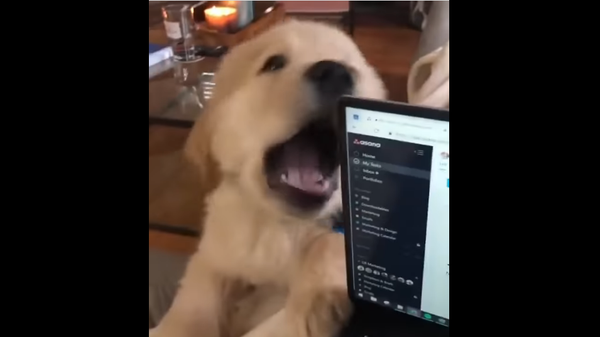 Golden retriever puppy - Sputnik International
