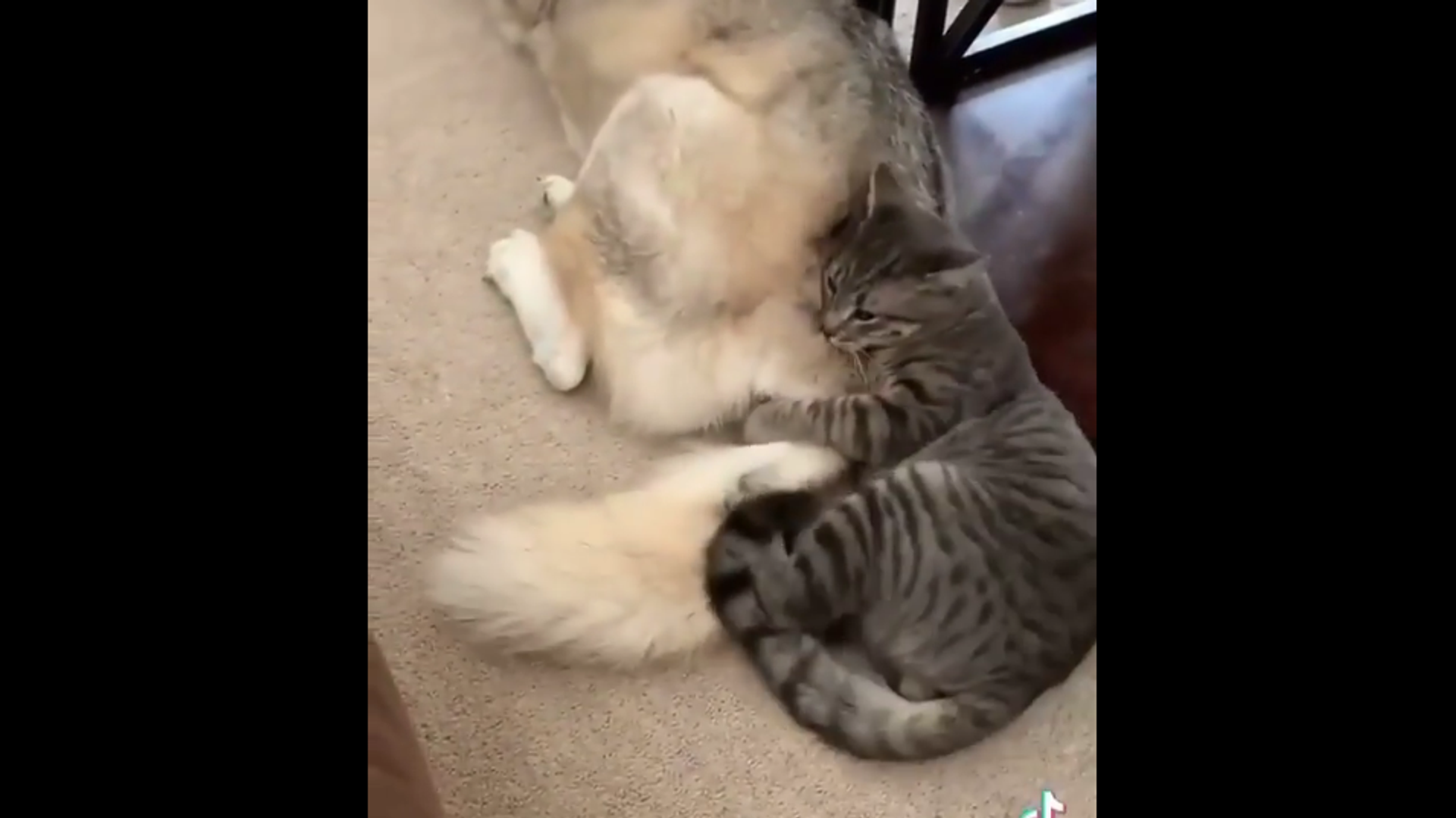 Cat naps on dog - Sputnik International, 1920, 11.10.2021