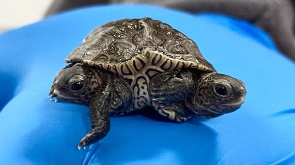 Two conjoined baby turtles were born in Massachusetts  - Sputnik International
