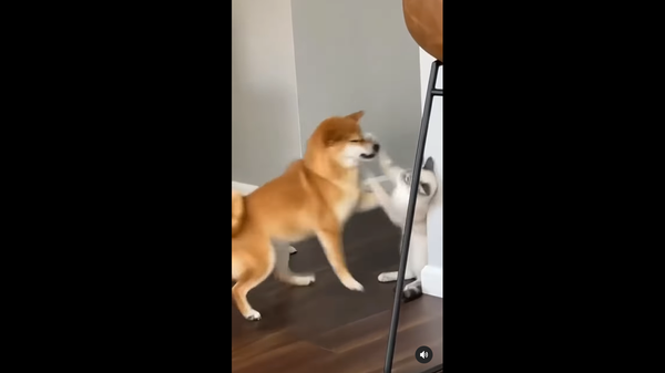 Cat and dog - Sputnik International
