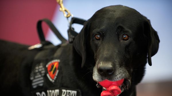 Transportation Security Administration K9 handler Melissa Ramos's explosive detection dog Willie plays with a toy Transportation Security Administration K9 handler Melissa Ramos's explosive detection dog Willie plays with a toy - Sputnik International