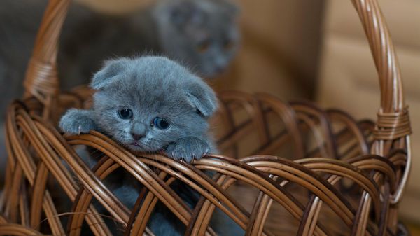 a kitten - Sputnik International