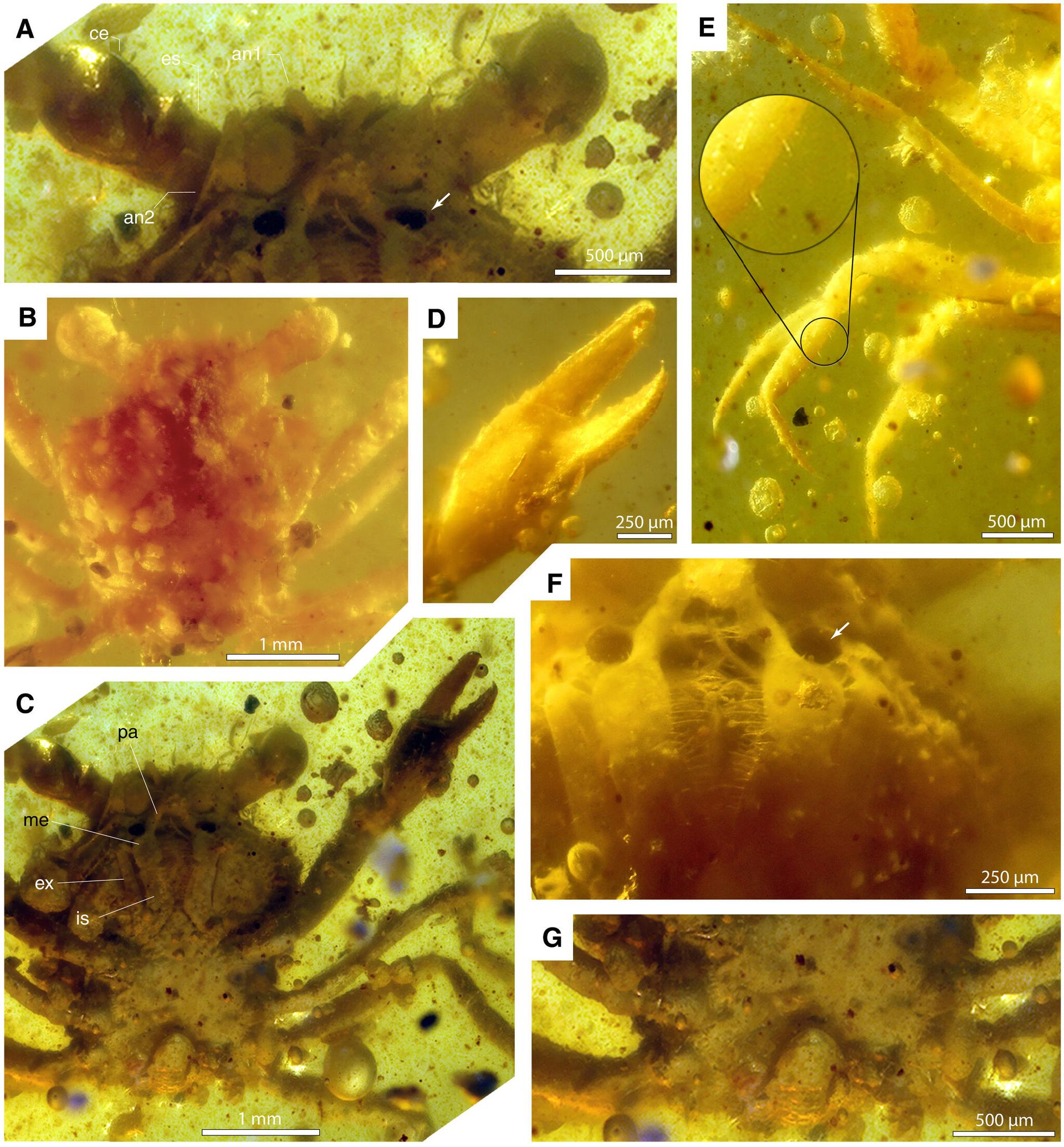 Cretapsara athanata Luque gen. et sp. nov. from Burmese amber. - Sputnik International, 1920, 21.10.2021