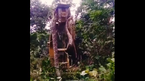 HUGE Snake so MASSIVE it has to be lifted up by a DIGGER from lair in the rainforest in Dominica!  - Sputnik International