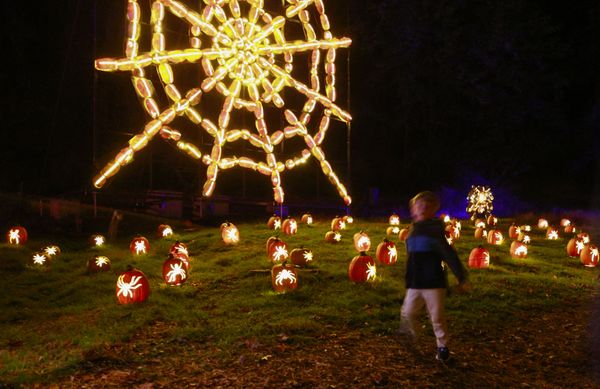 A kid walks by a giant spiderweb made of illuminated carved pumpkins during "The Great Jack O'Lantern Blaze" at Van Cortlandt Manor on 27 October 2021 in Croton-on-Hudson, New York, ahead of Halloween. - Sputnik International