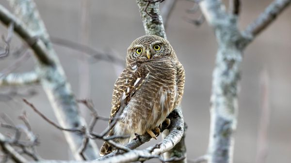 An Asian Barred Owlet sits on a wild pear tree in Dharmsala, India, Saturday, Dec. 28, 2019. This species of owl is active during the day hunting for rodents near cultivated fields.  - Sputnik International