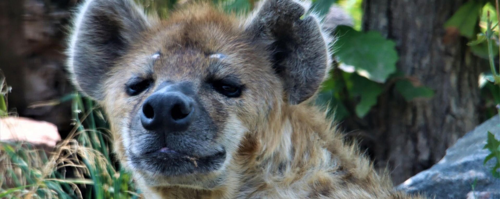 Hyena at the Denver Zoo Hyena at the Denver Zoo - Sputnik International, 1920, 06.11.2021