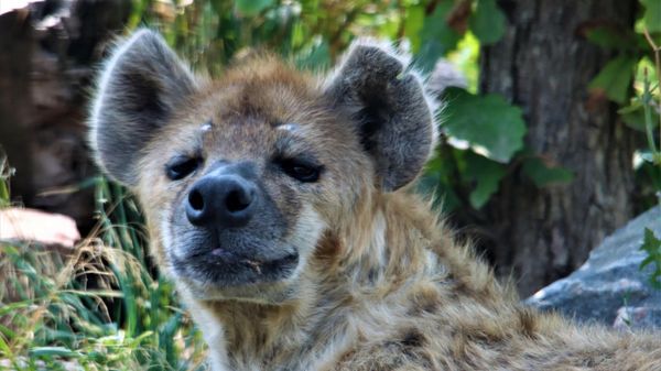 Hyena at the Denver Zoo - Sputnik International