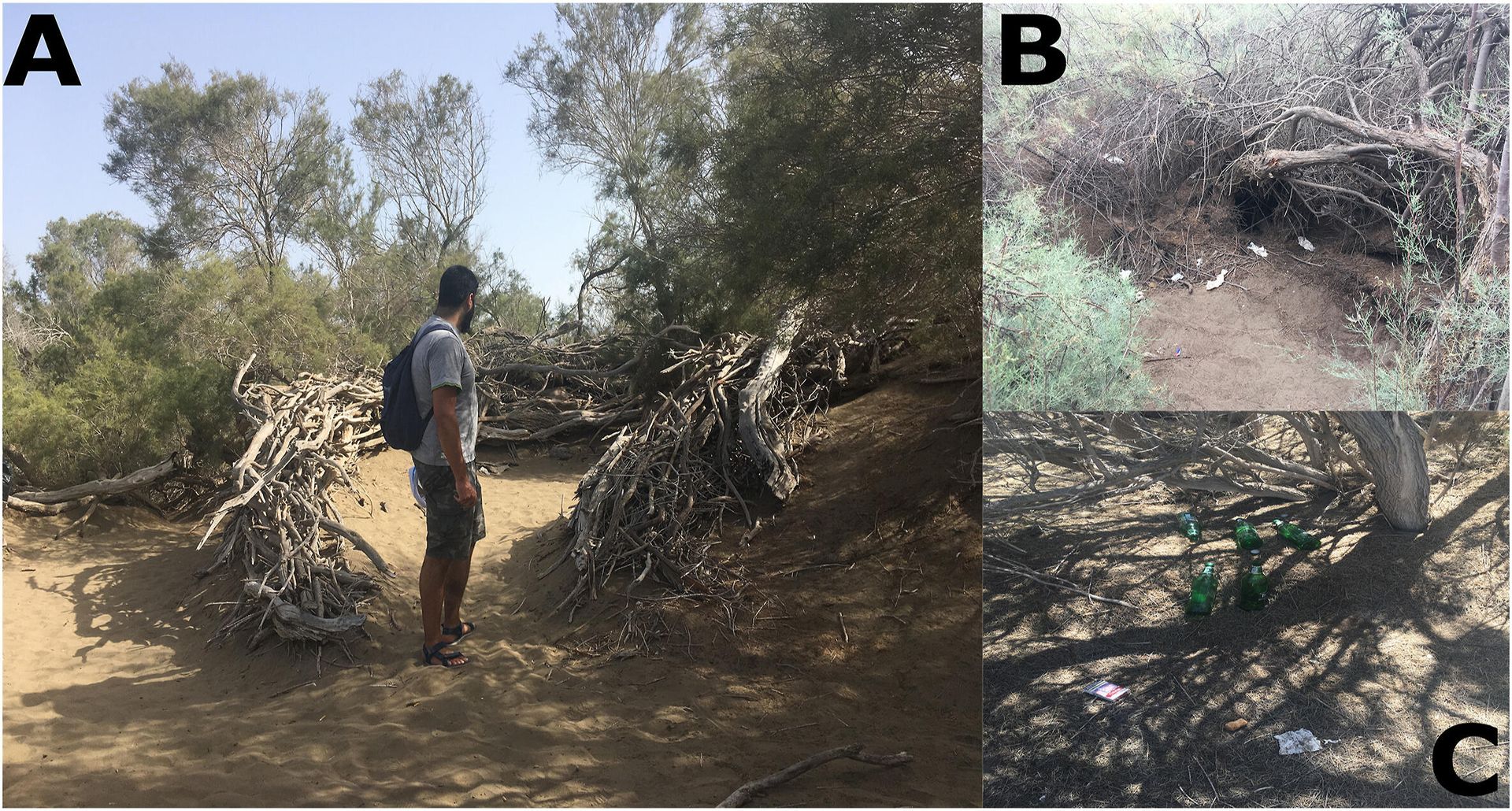 Fig. 6. Cut vegetation and waste associated with the cruising activity in the sex spots. A. Sex spot example built using native (protected) vegetation cut down to build a ‘nest’ B. Toilet spot next to a sex spot and waste. C. Waste inside a sex spot. - Sputnik International, 1920, 07.11.2021