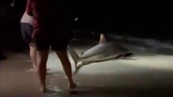 Group of men haul shark onto shore of Adelaide beach, Australia - Sputnik International