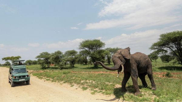 In this photo taken Friday, Jan. 16, 2015, an African elephant reacts as Tourists on Safari take photos in Tarangire National Park on the outskirts of Arusha, northern Tanzania - Sputnik International