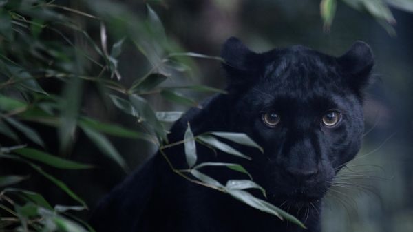Black panther Akilla relaxes at the Dutch Fondation Lion (Stichting-Leew foundation) in Anna Paulowna on November 10, 2020. - Sputnik International