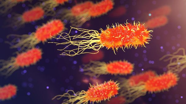 bacteria - Sputnik International