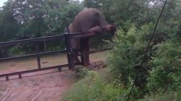 Elephant - Sputnik International