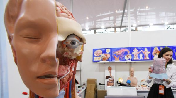 The anatomical model of a person with internal organs - Sputnik International