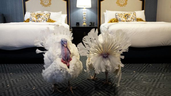 Peanut Butter and Jelly, the National Thanksgiving Turkey and alternate, walk about in their suite at the Willard Hotel following a news conference held by the National Turkey Federation November 18, 2021 in Washington, DC. The two turkeys from Jasper, Indiana will be pardoned during by President Joe Biden during a Friday ceremony in the Rose Garden of the White House. Peanut Butter and Jelly, the National Thanksgiving Turkey and alternate, walk about in their suite at the Willard Hotel following a news conference held by the National Turkey Federation November 18, 2021 in Washington, DC. The two turkeys from Jasper, Indiana will be pardoned during by President Joe Biden during a Friday ceremony in the Rose Garden of the White House. - Sputnik International