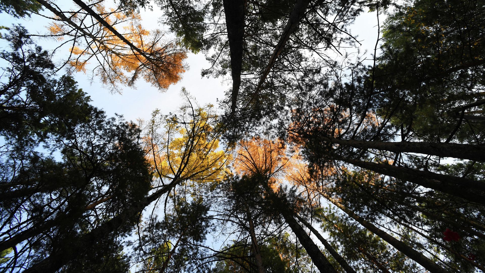 Forest in Russia Forest in Russia - Sputnik International, 1920, 22.11.2021