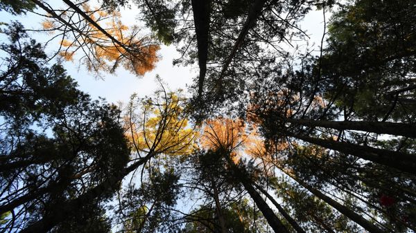 Forest in Russia - Sputnik International