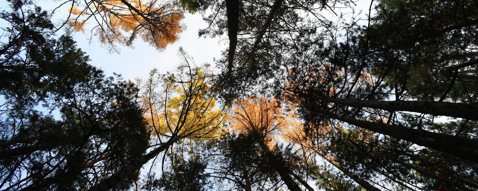 Forest in Russia - Sputnik International, 1920, 22.11.2021