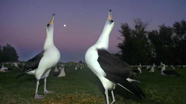 In this Dec. 13, 2005 file photo, two Laysan albatross do a mating dance on Midway Atoll in the Northwestern Hawaiian Islands. The Battle of Midway was a major turning point in World War II's Pacific theater. But the remote atoll where thousands died is now a delicate sanctuary for millions of seabirds, and a new battle is pitting preservation of its vaunted military history against the protection of its wildlife. Midway, now home to the largest colony of Laysan albatross on Earth, is on the northern edge of the recently expanded Papahanaumokuakea Marine National Monument, now the world's biggest oceanic preserve.   - Sputnik International