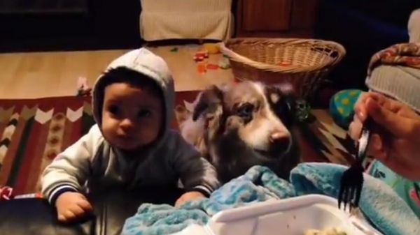 Dog says 'mama' - Sputnik International