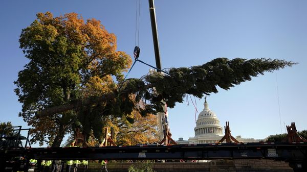 The 84-foot white fir Christmas tree is lifted from the flatbed of a truck upon its arrival from California at the U.S. Capitol in Washington, U.S., November 19, 2021 - Sputnik International