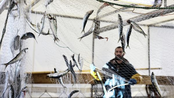 A fisherman empties a fishing net aboard the trawler Adele Camille in the port of Boulogne-sur-Mer, France, November 2, 2021 A fisherman empties a fishing net aboard the trawler Adele Camille in the port of Boulogne-sur-Mer, France, November 2, 2021 - Sputnik International