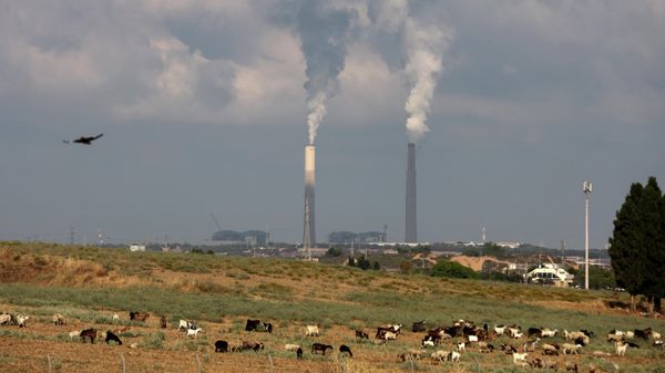 Farm animals feed in a field near the Rutenberg power station close to the border with the Gaza Strip, by the southern Israeli kibbutz of Ziqim, on June 23, 2021 - Sputnik International