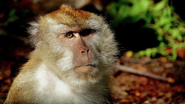 Macaque Monkey - Sputnik International