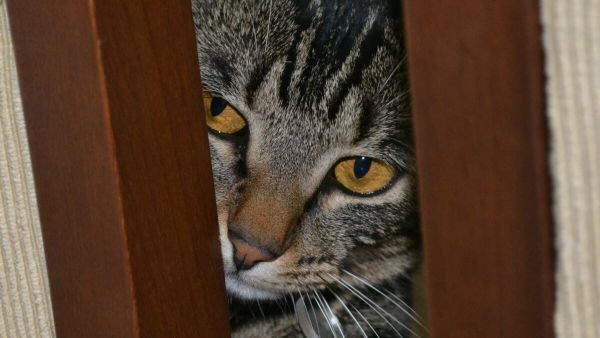 Cat - Sputnik International