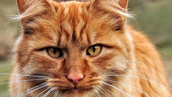 Cat - Sputnik International