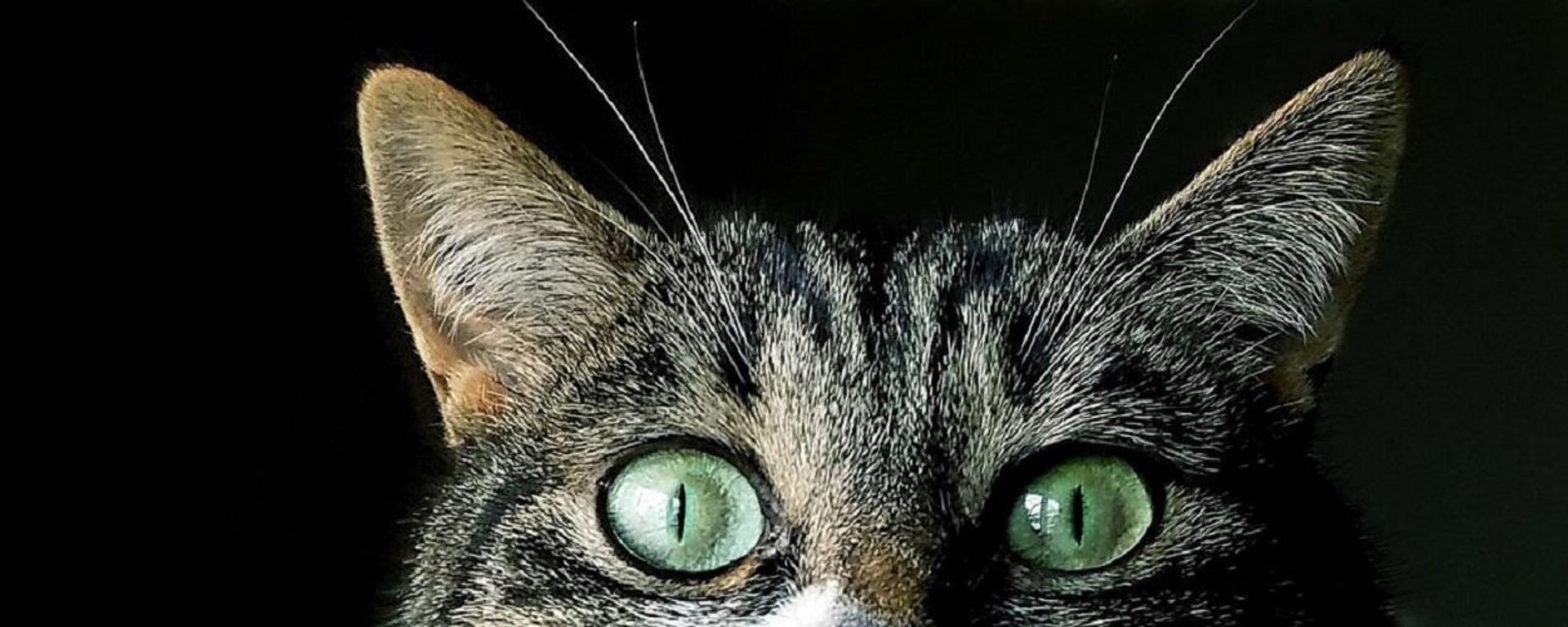 Cat - Sputnik International, 1920, 02.04.2022