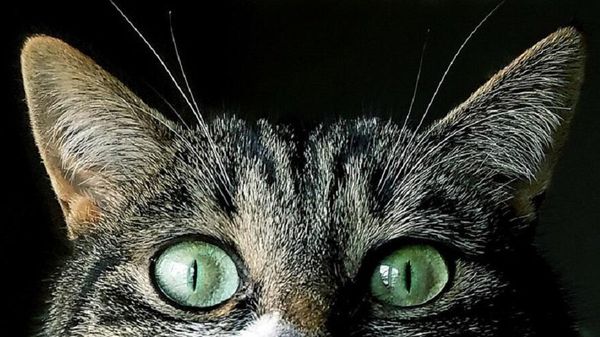 Cat - Sputnik International