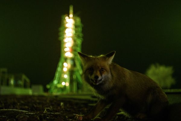 A fox looks on in front of the Soyuz MS-20 spacecraft mounted on the launch pad at the Russian-leased Baikonur cosmodrome in Kazakhstan on 7 December 2021.  - Sputnik International