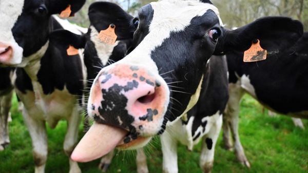 Cows - Sputnik International